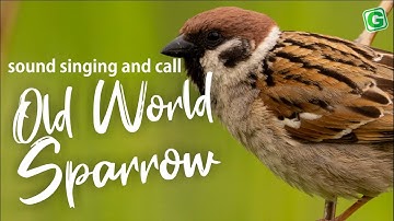 Old World Sparrow Bird Song Call Sound And Chirping