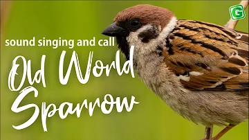 Old World Sparrow Bird Song Call Sound And Chirping