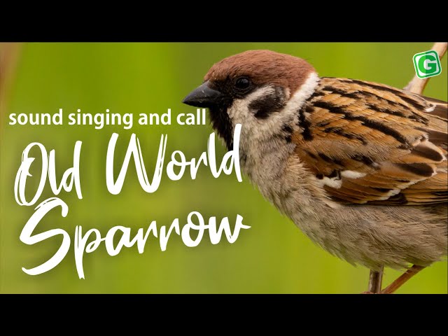 Old World Sparrow Bird Song Call Sound And Chirping class=