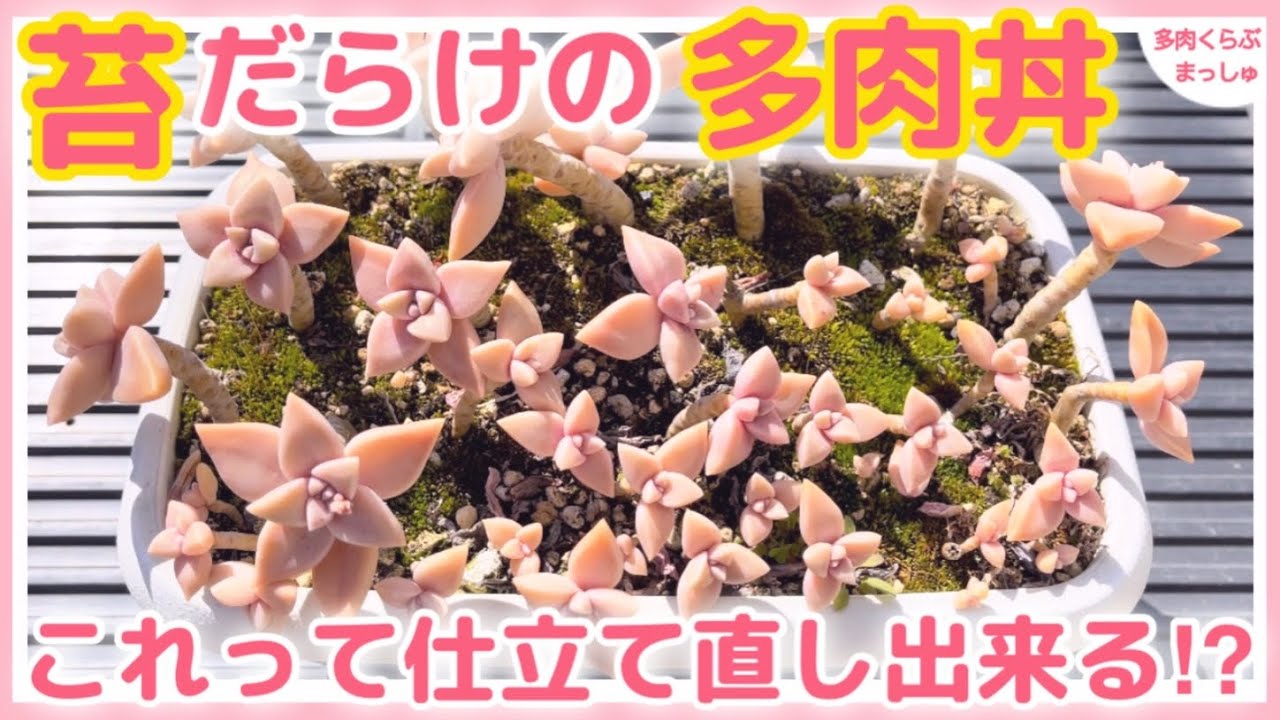 多肉植物】苔だらけの多肉丼を救出したい❣️仕立て直しって出来るの 