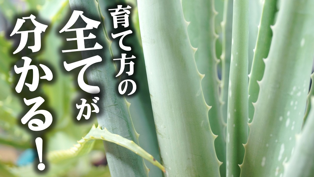 【徹底解説】全て解決！アロエの育て方・植え替え・挿し木...etc.全部教えます♪【観葉植物】