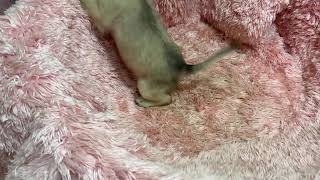 IMG 3719