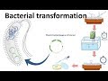 Bacterial transformation