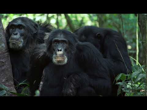 Vídeo: Os chimpanzés são macacos?