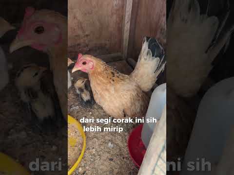 Coba telusurin jejak anak ayam kate