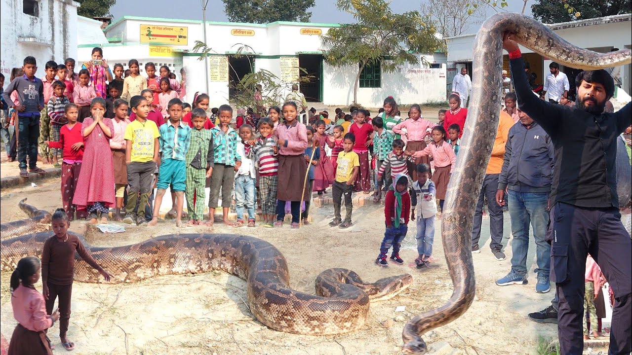 स्कूल में खेलते समय जब छोटे बच्चों को दिखा विशालकाय अजगर, फिर कैसे रेस्क्यू हुआ|| Rock Python Rescue