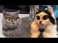 HELLO MY NAME IS ZUZIE WITH CATS COMPILATION