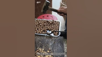 Genius Nut-Cracking Hack! Farmer Uses Wrench to Open Macadamias Cleanly
