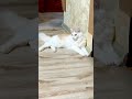 Когда ты красавчик и не видишь смысла скрывать смешно юмор Cat Animals кот смешныекошки Когда ты красавчик и не видишь смысла скрывать смешно юмор Cat Animals кот смешныекошки