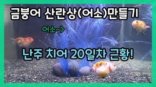 금붕어 산란상(어소)만들기+난주 치어 근황