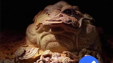 Cóc (thiền thừ gỗ trắc) sưu tầm tác phẩm đẹp