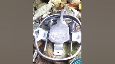 Mink trapping part 2 cubby set