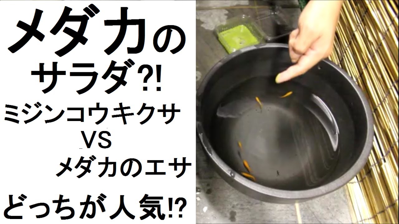 メダカのサラダ ミジンコ浮草 Vs メダカのエサ どっちが人気 Youtube