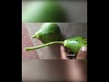 आज बागान से 2 ताजा लौकी तोड़कर लाए 🍐||Garden || shorts