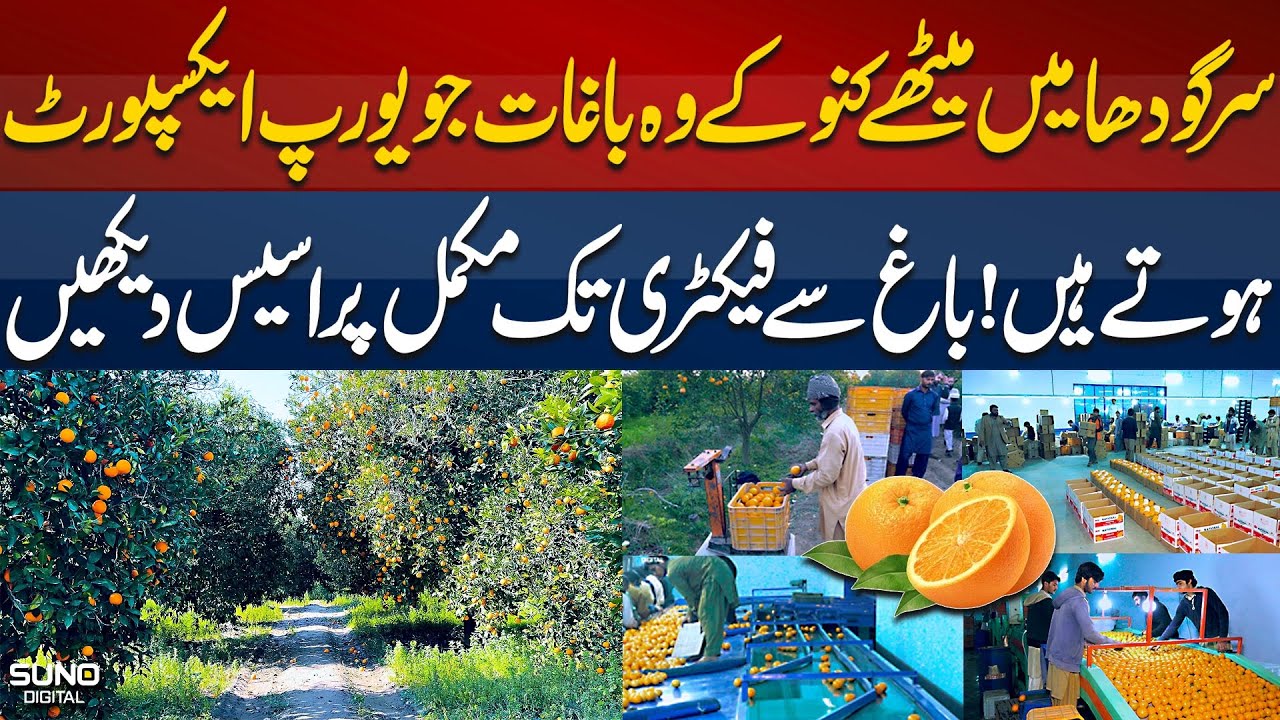 Pakistani Orange ready for Export | See The Complete Process From Garden To Factory | Suno Digital