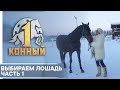 Выбираем лошадь. Если вы решили купить коня...