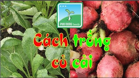 HƯỚNG DẪN CÁCH TRỒNG CỦ CẢI (Củ cải trắng, củ cải đỏ tròn,...) #phunongseeds