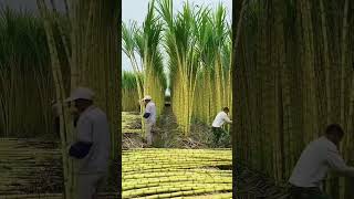 حصاد قصب السكر في🇨🇳 الصين           sugar cane harvesting in china