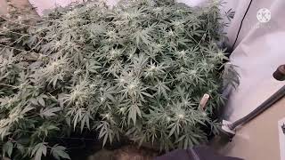 Soillife420 29 days in under the marshydro Fc e6500 w/ TNB NATURALS Goliath Grower genetics mac line