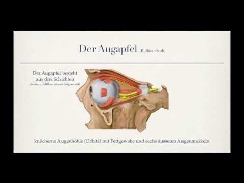 Video: Augenbilder, Anatomie & Diagramm - Körperkarten