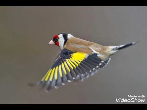 صدای بیا زدن سهره برای کشیدن به تور صوت الحسون لصید الحسون