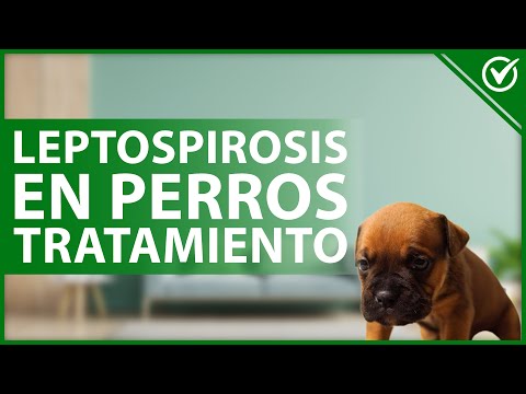 Video: Leptospirosis en perros: una infección bacteriana potencialmente grave