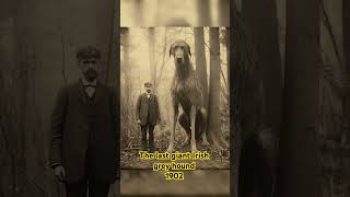 Last Giant Dog on earth : The last giant Irish grey hound 1902