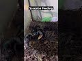 Feeding my pet scorpion #reptileenclosure #reptiles #scorpion #fyp