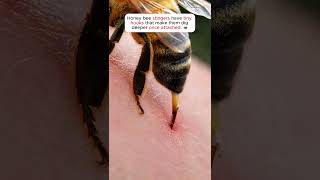 Bee Stings Deeper Every Second 🐝😳