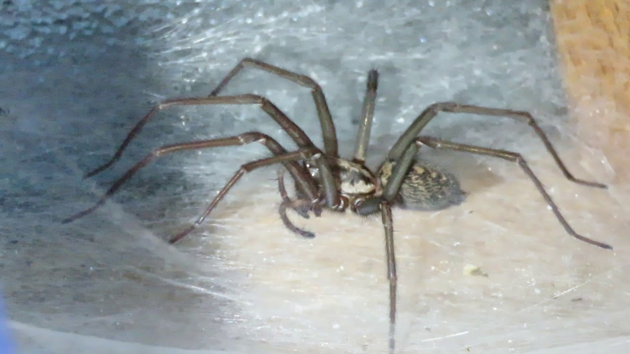The Irish Version Of A Tarantula YouTube The Irish Version Of A Tarantula YouTube