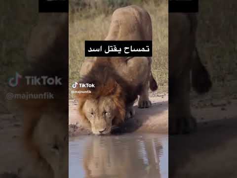 تمساح يقتل أسد مشهد يحبس الأنفاس