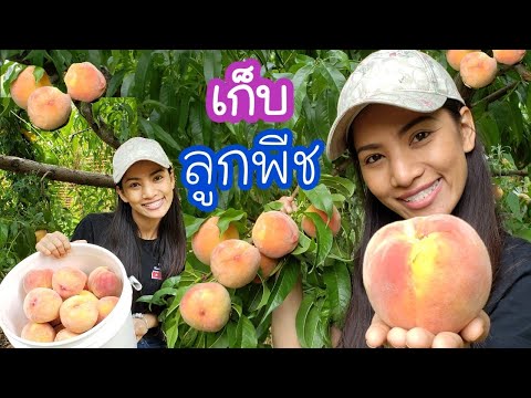 เก็บลูกพีช ลูกใหญ่ๆ Peach EP.785/ กินใต้ต้น หวานฉ่ำ/ชีวิตต่างประเทศ/c.k.taylor