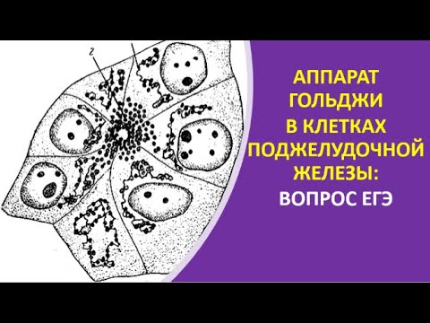 Комплекс аппарата гольджи растительной клетки. Функции аппарата гольджи в поджелудочной железе. В чем заключается роль аппарата гольджи в клетках печени. Комплекс гольджи выполняет функции. Аппарат гольджи функции у растений и животных.