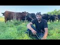 FAQs and Details About our Cattle Operation - Farm Life Show (Ep. 5)