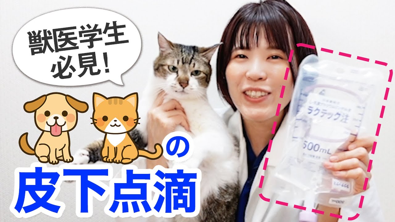 Preparing and administering subcutaneous intravenous drips to pets