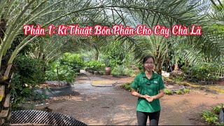 Kĩ Thuật Bón Phân Cho Cây Chà Là!