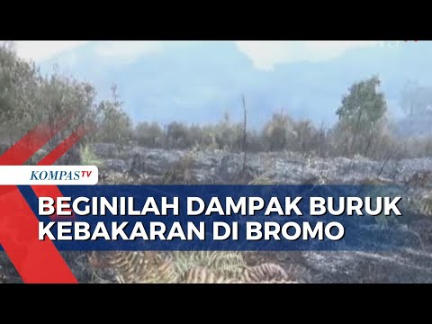 Kebakaran Rusak Habitat Hewan dan Tumbuhan di Bromo Tengger Semeru