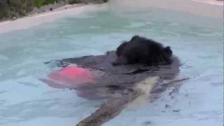 プールで遊ぶヒマラヤグマ~Asian Black Bear