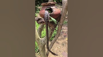 Shameless Thief Caught Raiding a Bird