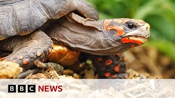 Tortoises have human-like feelings, study finds | BBC News