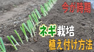 【長ネギの植え替え方法】 今が時期！少ないスペースで沢山作れるので、畑の隅が少し余っちゃってるなんて方に最適です。後の防草シート栽培に繋げます