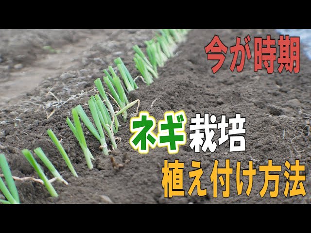 How to Transplant Long Green Onions] Now is the perfect time! You