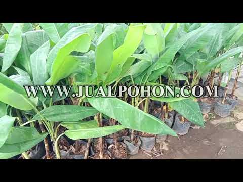 Pesan Sekarang: Bibit Pisang Mulyo Pilihan Petani Profesional