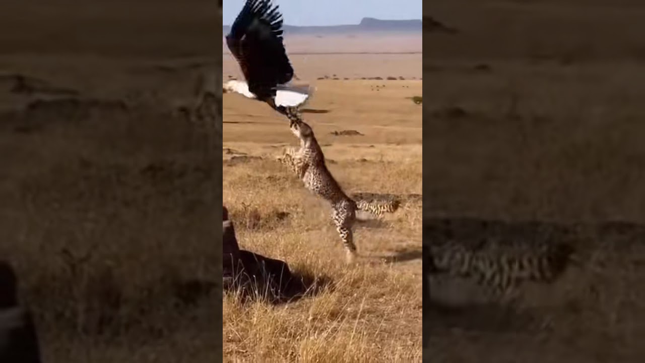 Face to Face Shot Tiger Coming on eagle  