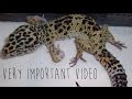 Metabolic Bone Disease in Leopard Geckos
