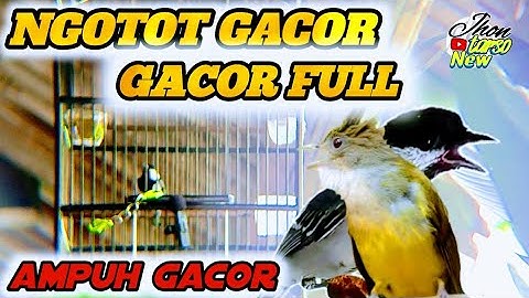Gelatik batu gacor.untuk masteran burung gelatik dan pancingan gelatik batu 