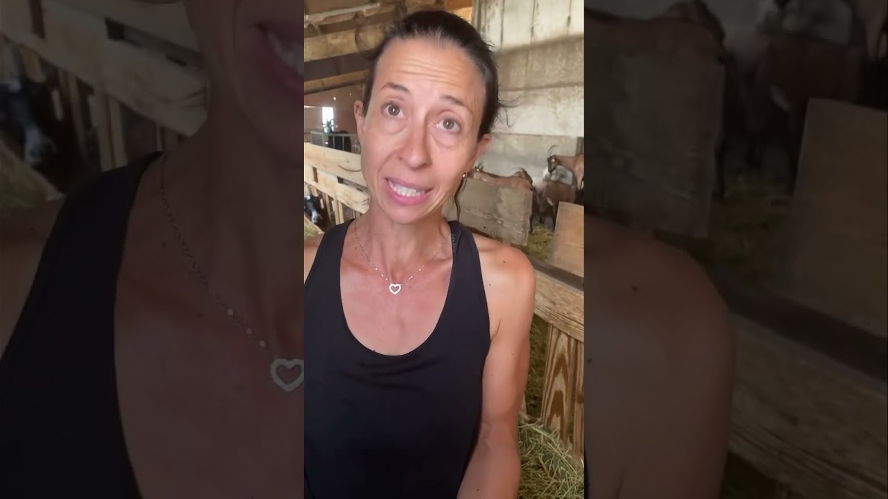 LE D LICIEUX PICODON Explications Taill Es Avec Amandine Courbis 5 Me G N Ration Leveurs 