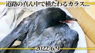 ☆道路に横たわるカラス、、大丈夫かなぁ☆　2022/6/9