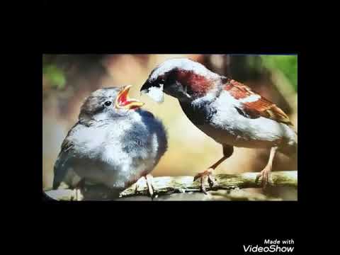 Animal with their young one - YouTube