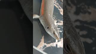 Hewan Kadal - Kadal Buntung - Kadal Reptile #kadal #reptile #hewankadal